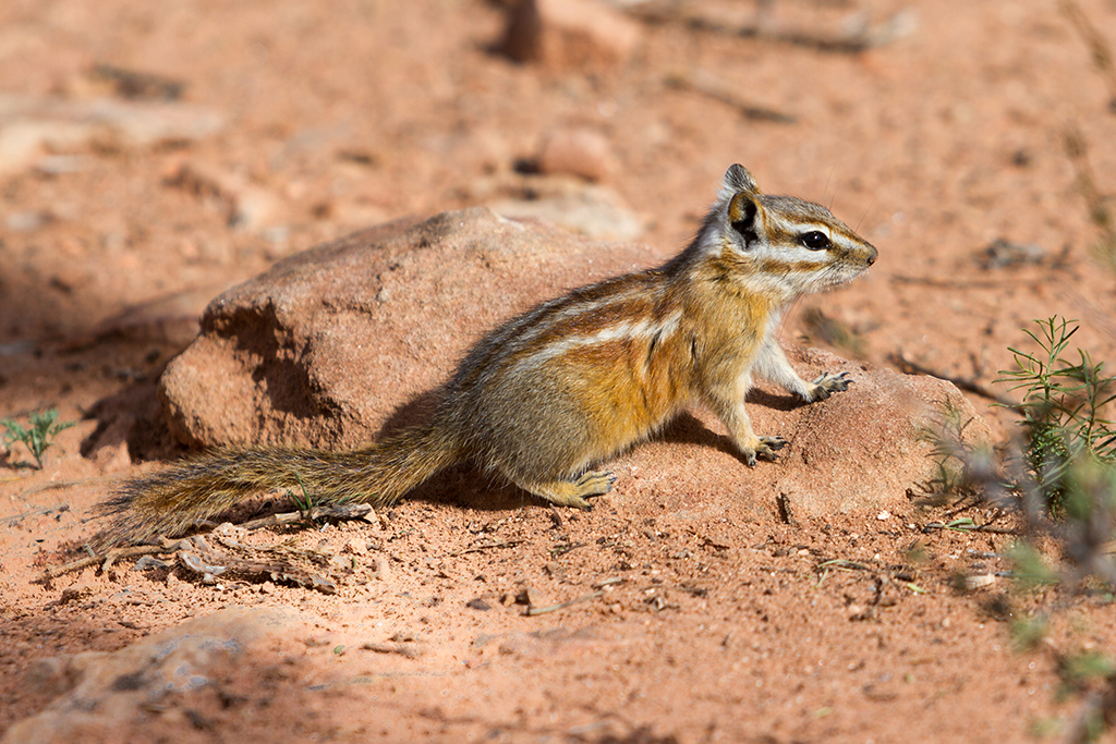 10-09 - 07.jpg - Chipmunks, Canyonlands National Park